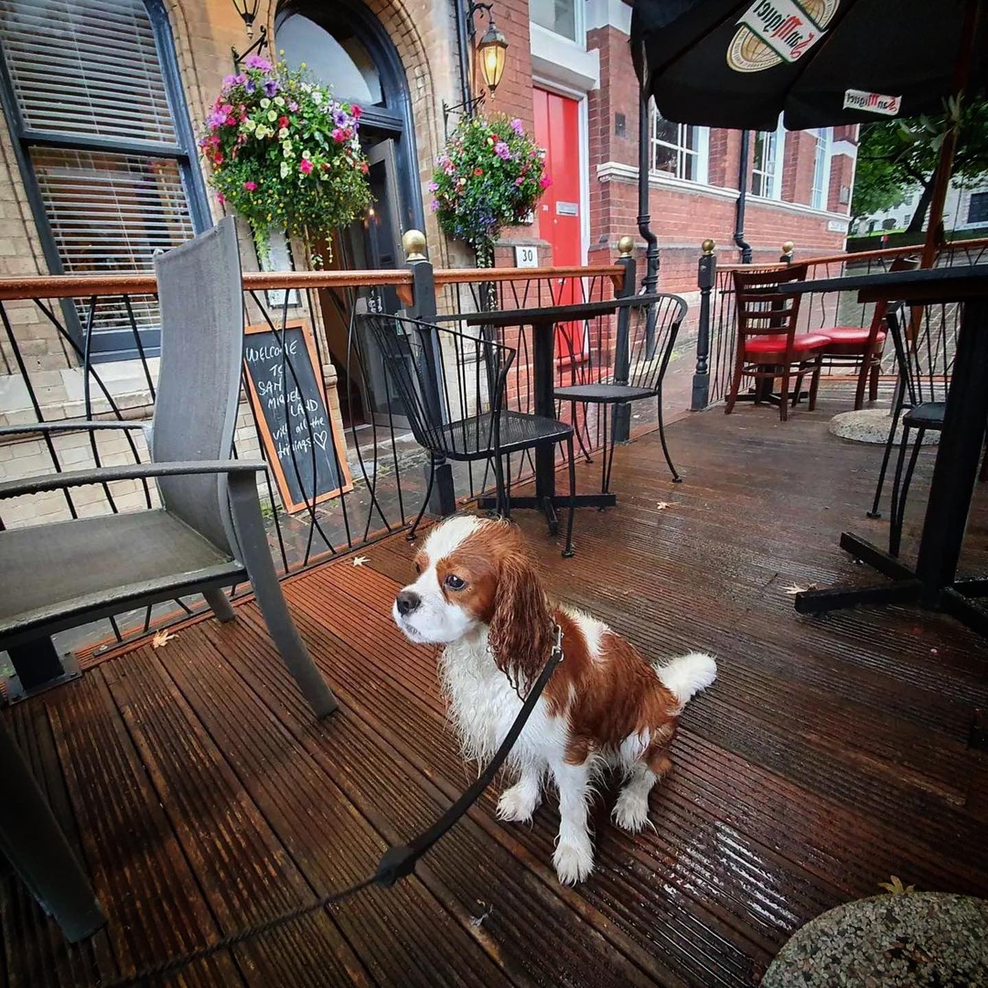 All dogs are welcome to come and enjoy the sun on our Patio 🐶☀️☀️☀️

#dogfriendly #birmingham #jq #jewelleryquarter #restaurant